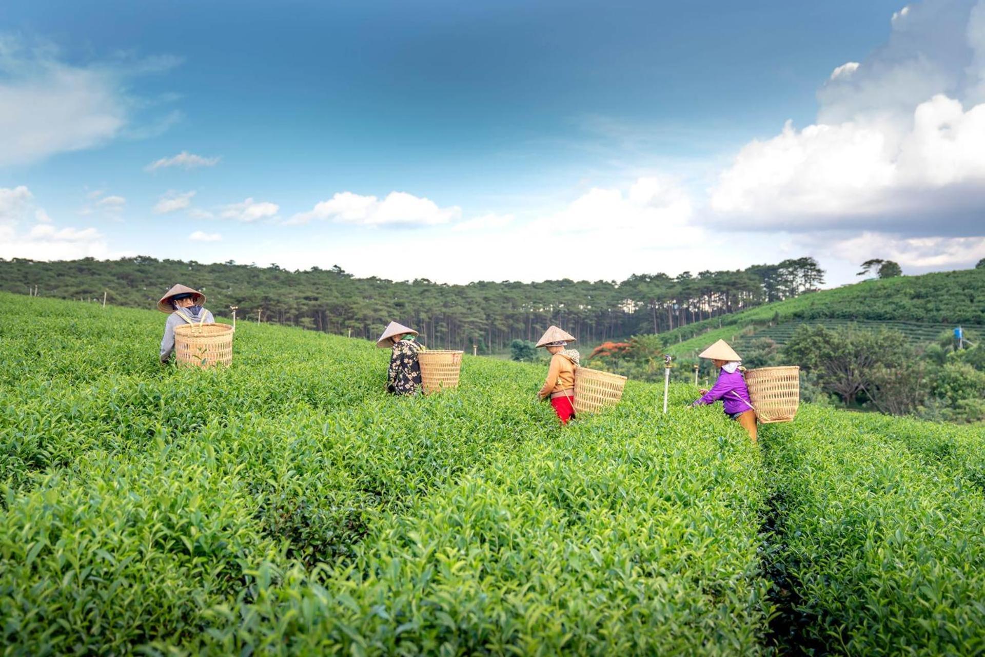 Arya Treetops And Tea Trails By Veo - Part Of Stayvista Darjeeling  Esterno foto